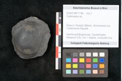 Foto (Objekt + Etikett) von Cardiocarpus sp.  (NHMW-GEO-2024-0188-11146)